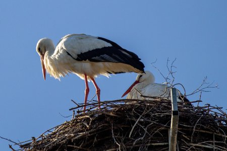 Weißstorch auf Horst (Foto: M. Lohr)