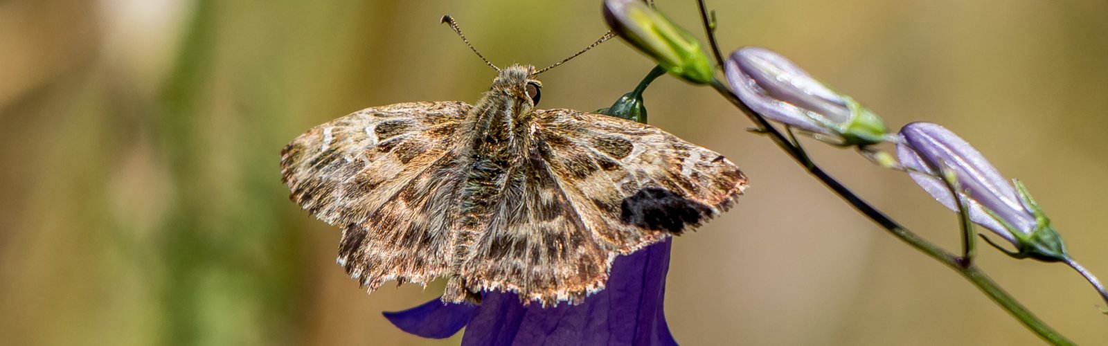 Gewinner und Verlierer des Klimawandels